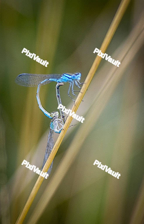 Damselflies